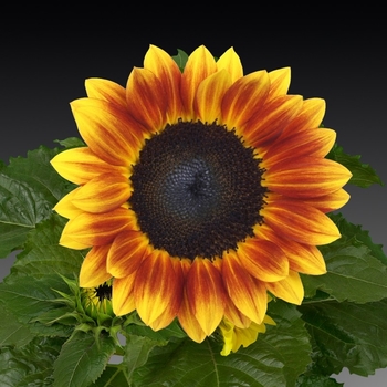 Helianthus annuus 'Sunsation Flame' 