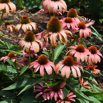 Echinacea 'Julia' 