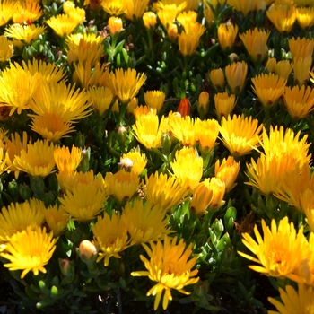 Lampranthus aurantiacus 'Yellow' 