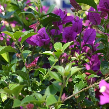Bougainvillea x. buttiana 'Royal Purple'
