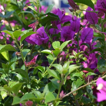 Bougainvillea x. buttiana 'Royal Purple' 