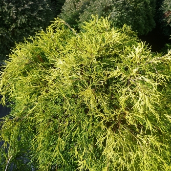 Chamaecyparis pisifera 'Sungold' 