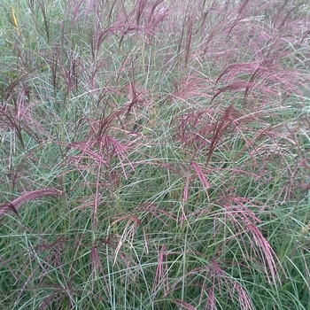 Miscanthus sinensis 'Silver Spider ('Silberspinne')' 