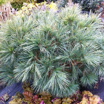 Pinus strobus 'Horsford'