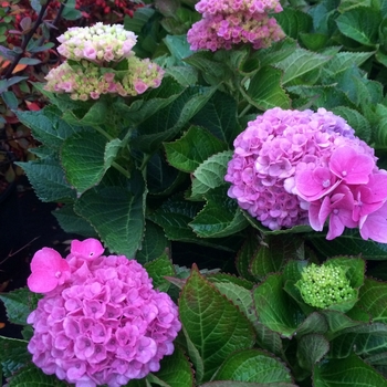 Hydrangea macrophylla 'Hokomarevo Everlasting™ Revolution' PP# 22260