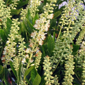 Clethra alnifolia 'Sixteen Candles' 