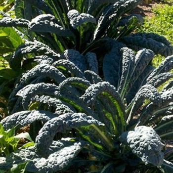 Brassica oleracea 'Black Tuscany' 