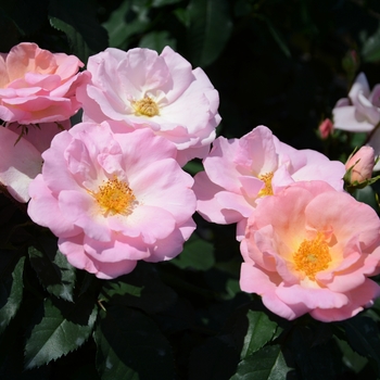 Rosa 'Radgor' PP25628