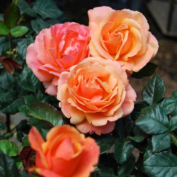 Rosa 'Anna's Promise™' PPAF