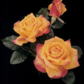 Rosa 'WEKjuvoo' PP10071