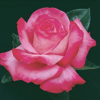 Rosa 'Elizabeth Taylor' 