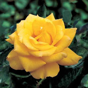 Rosa 'Henry Fonda' PP9390