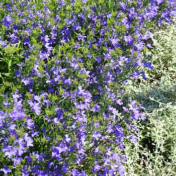 Lobelia 'Deep Blue Star'