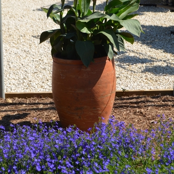 Lobelia 'Deep Blue Star' 