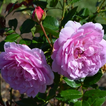 Rosa 'Radprov' PP23582