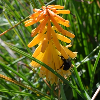 Kniphofia uvaria 'Echo Mango'