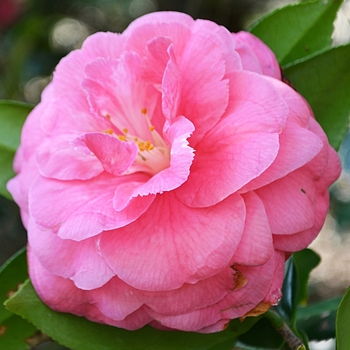Camellia japonica 'Augusta Wilson' 
