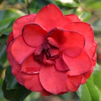 Camellia japonica 'Ed Combatalade' 