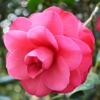 Camellia japonica 'Elena Nobile' 