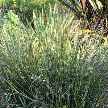 Chondropetalum tectorum 