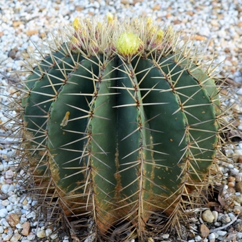 Ferocactus glaucescens