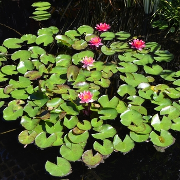 Nymphaea 'Andreana'