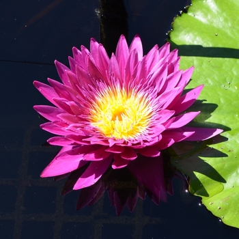 Nymphaea 'Surfrider' 