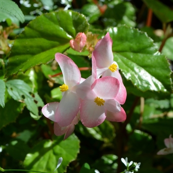 Begonia 'Richmondensis' 