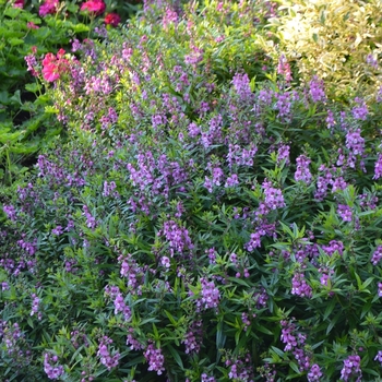 Angelonia angustifolia 'Raspberry' 