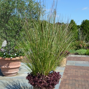Chrysopogon zizanioides '' (074550)