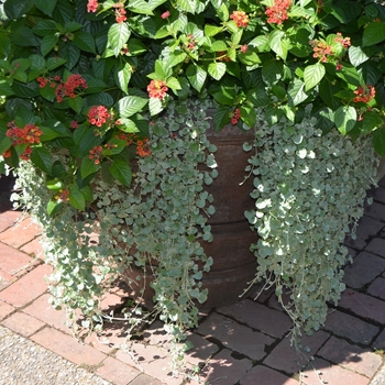 Dichondra argentea 'Silver Falls™' 