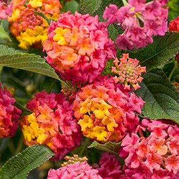 Lantana camara 'LAN876' PP23919 Can 4905