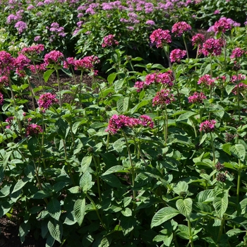 Pentas lanceolata 'Nova' 