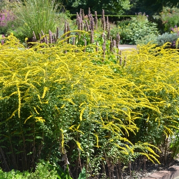 Solidago 