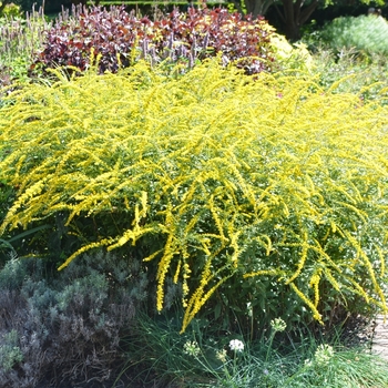 Solidago 