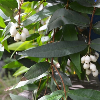 Syzygium wilsonii