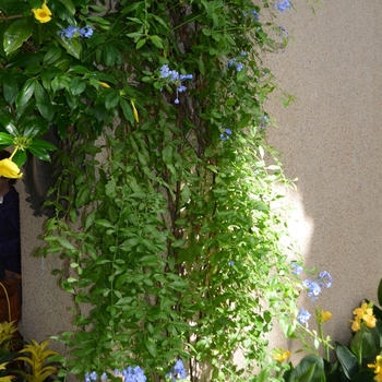 Plumbago auriculata 'Monott' 