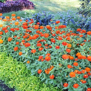 Zinnia marylandica Double Zahara™ 'Fire'