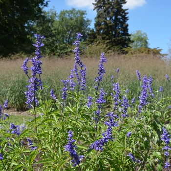 Salvia farinacea 'Blue Bedder'