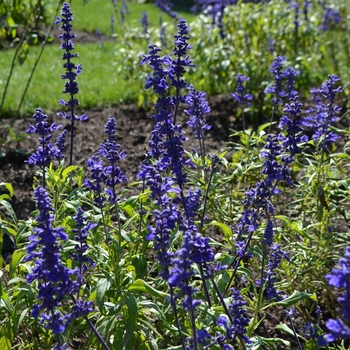 Salvia farinacea 'Fahrenheit Blue'