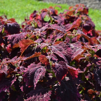 Coleus 'Red Velvet' 