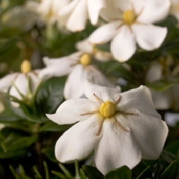 Gardenia jasminoides 'Leetwo' Leetwo