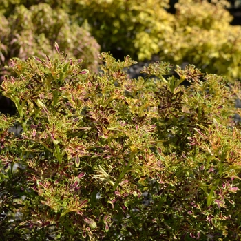 Coleus Under The Sea™ 'Red Coral'