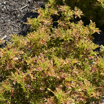 Coleus 'Red Coral' 