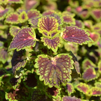 Coleus 'Lava Rose' 