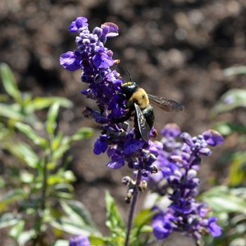 Salvia farinacea 'Fahrenheit Violet' 