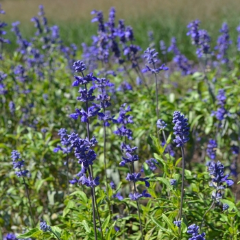 Salvia farinacea 'Gruppenblau' 