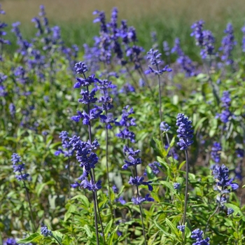 Salvia farinacea 'Gruppenblau'