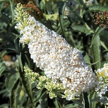 Buddleia 'Yeti White' 