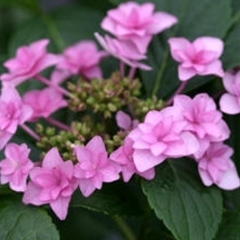 Hydrangea macrophylla 'Shamrock' 